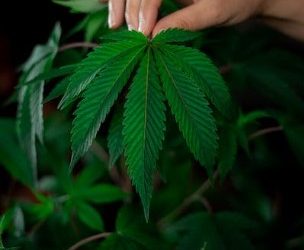 All You Must Know About Blue Cheese Cannabis